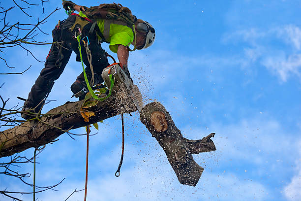 Reliable Randleman, NC Tree Care Solutions